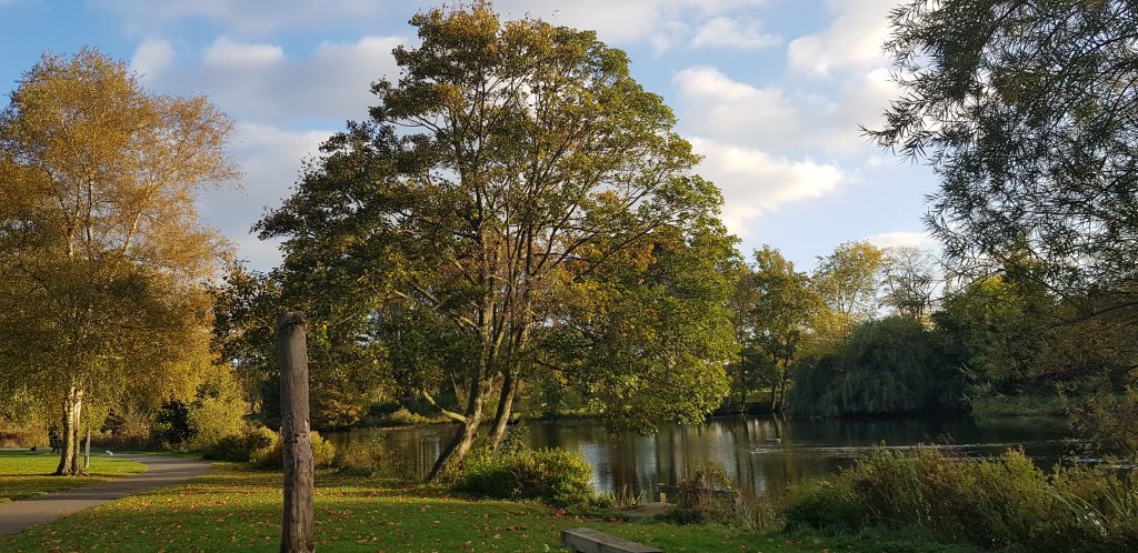 Trees at Pitville park Lake