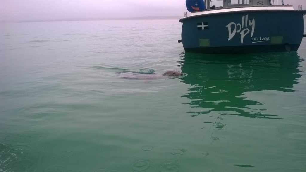 St Ives Seal in The Harbour next to Dolly P Boat