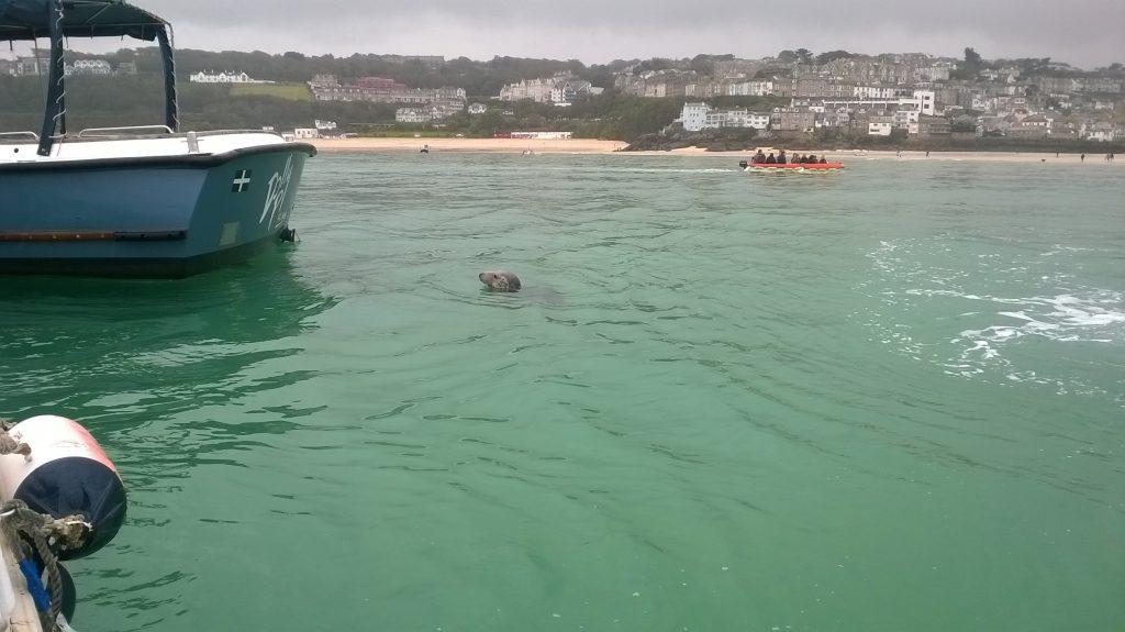 St Ives Seal in The Harbour