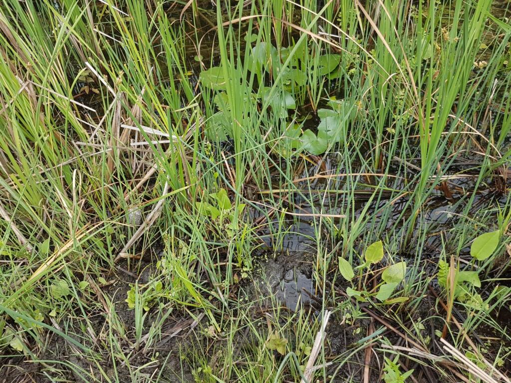 Frogs in the Sacalin Island Reeds