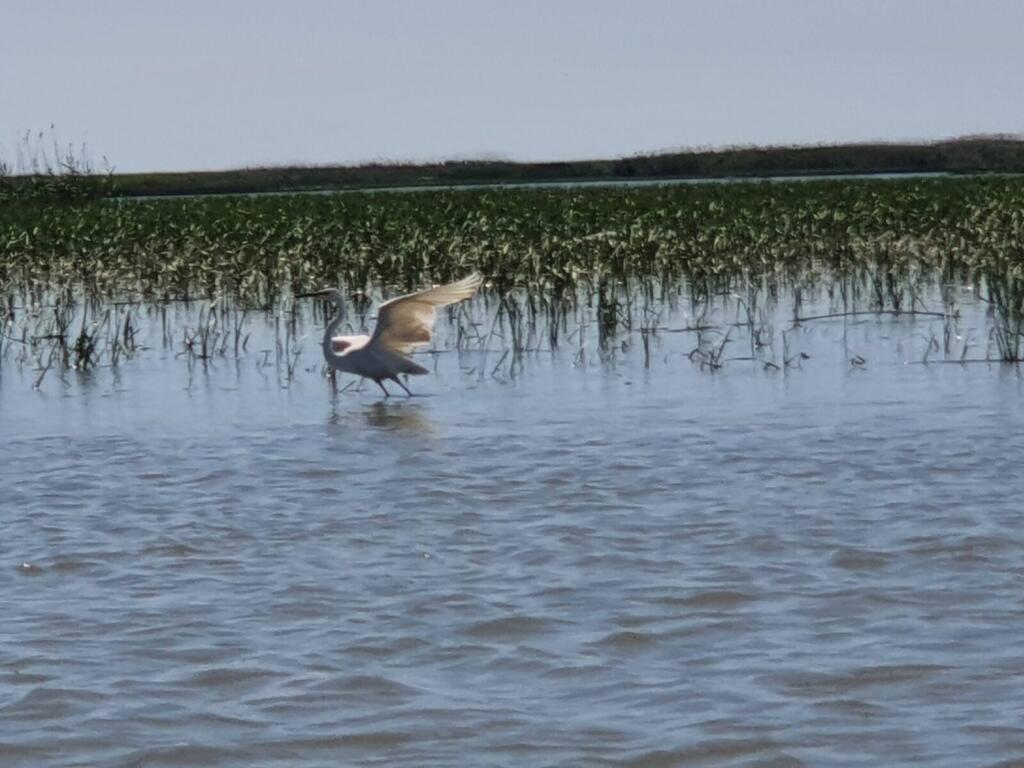 Birds of Sacalin Lagoon