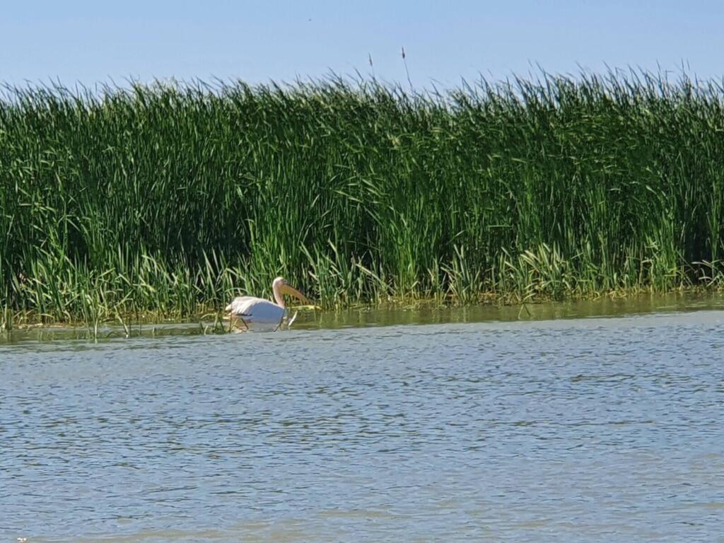 Pelican