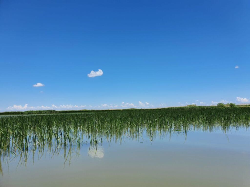 Reeds at the edge of Sacalin Lagoon