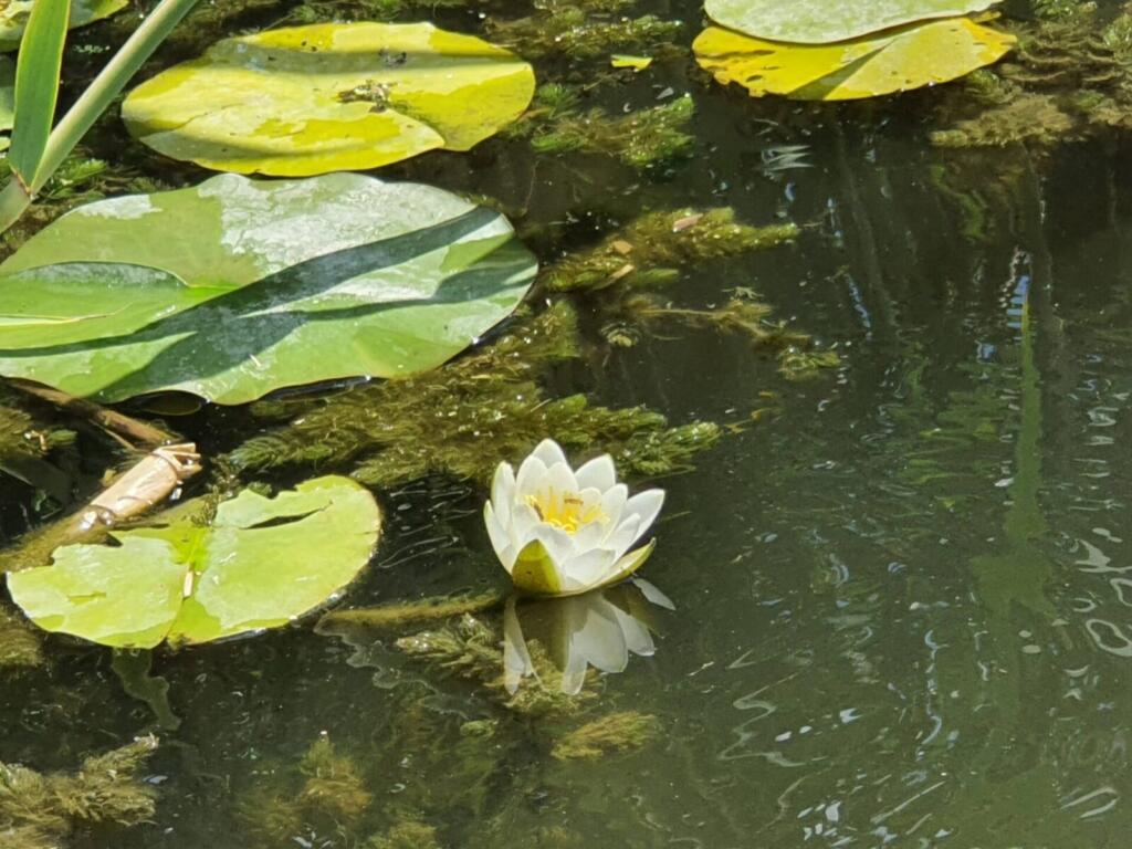 Water Lilly Flowers