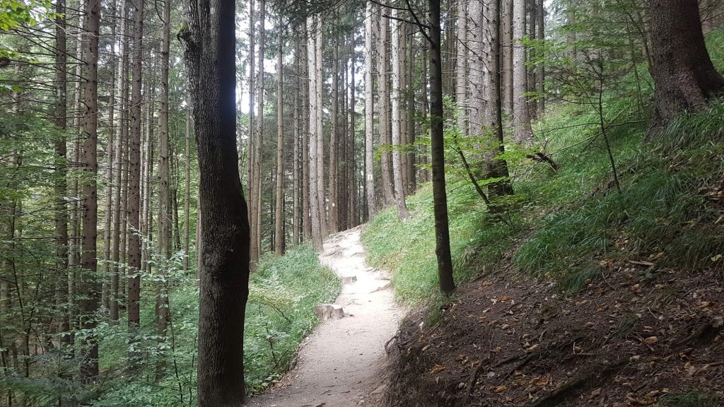 The Walk in the forest