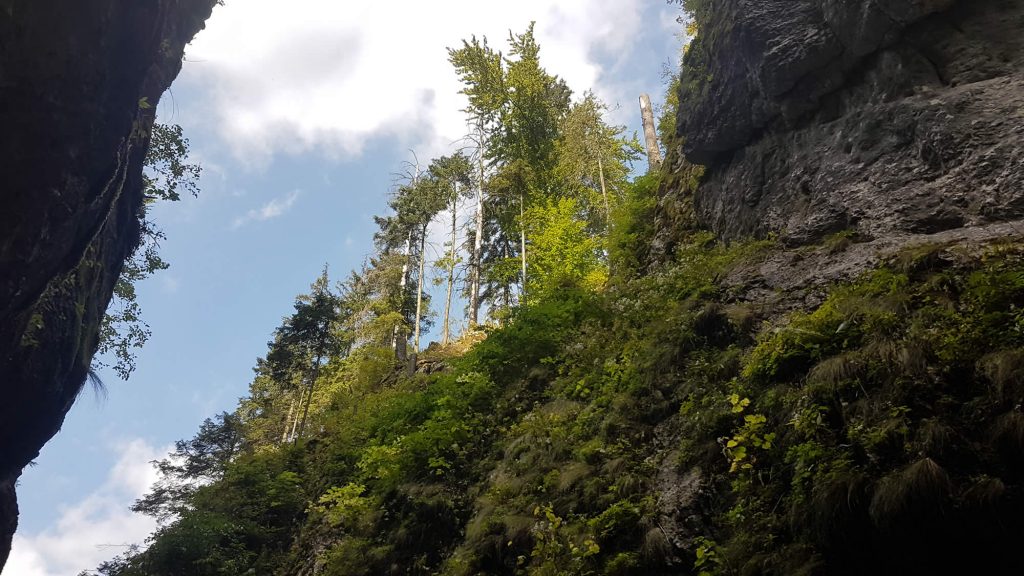 Trees and daylight above