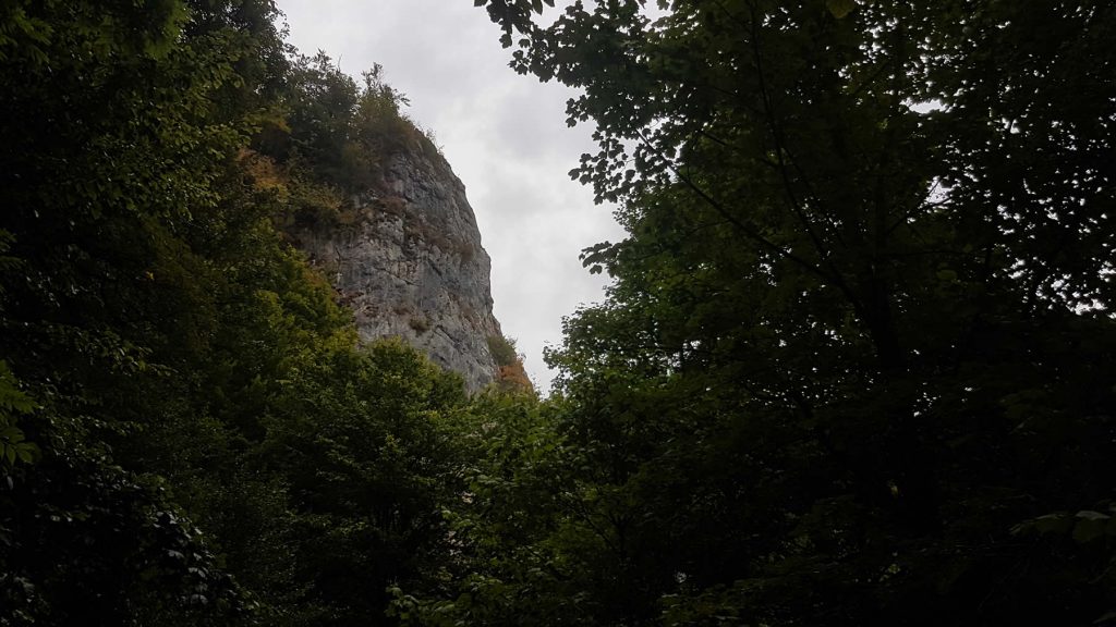Forest Hiking