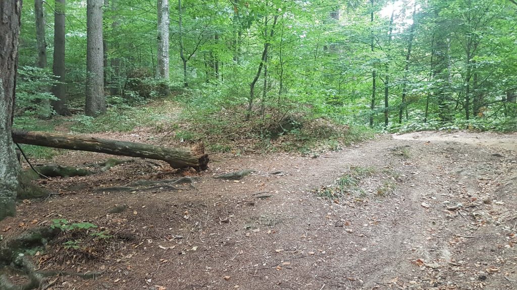 Transylvanian Forest Walk