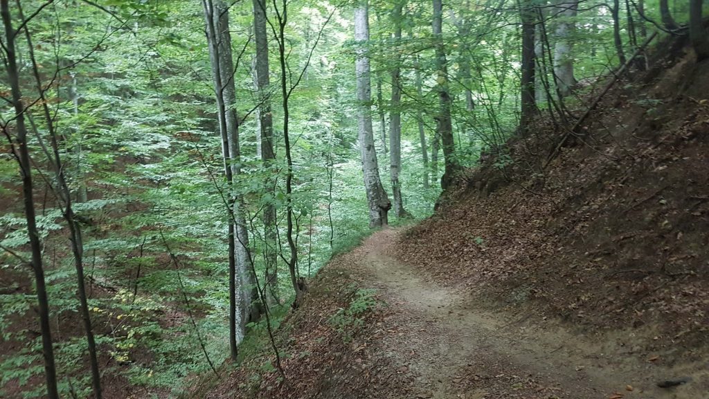 Woodland hiking route