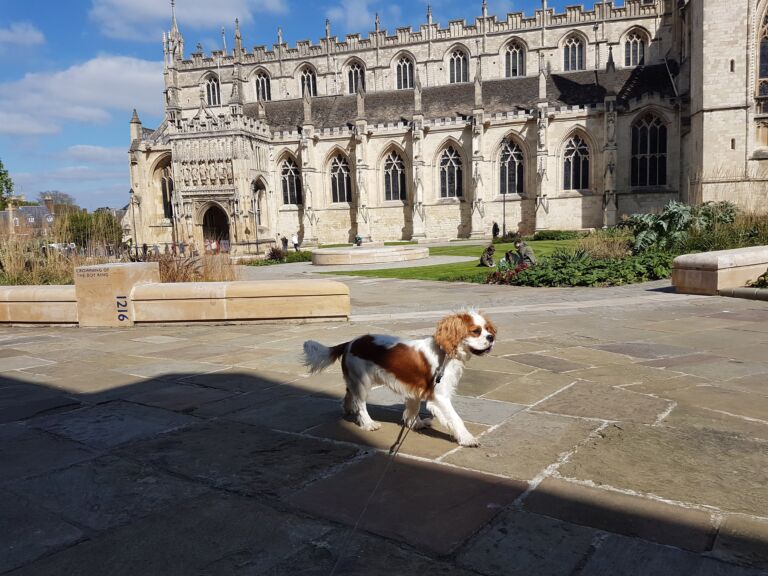 Dog Friendly Gloucester