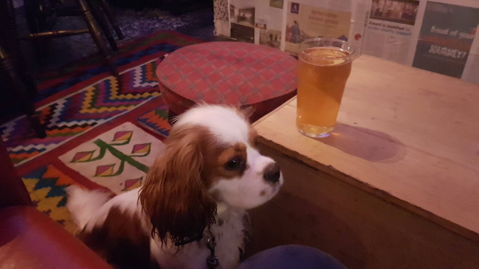 Dog Friendly Pubs, Restaurants in Gloucester & Gloucestershire