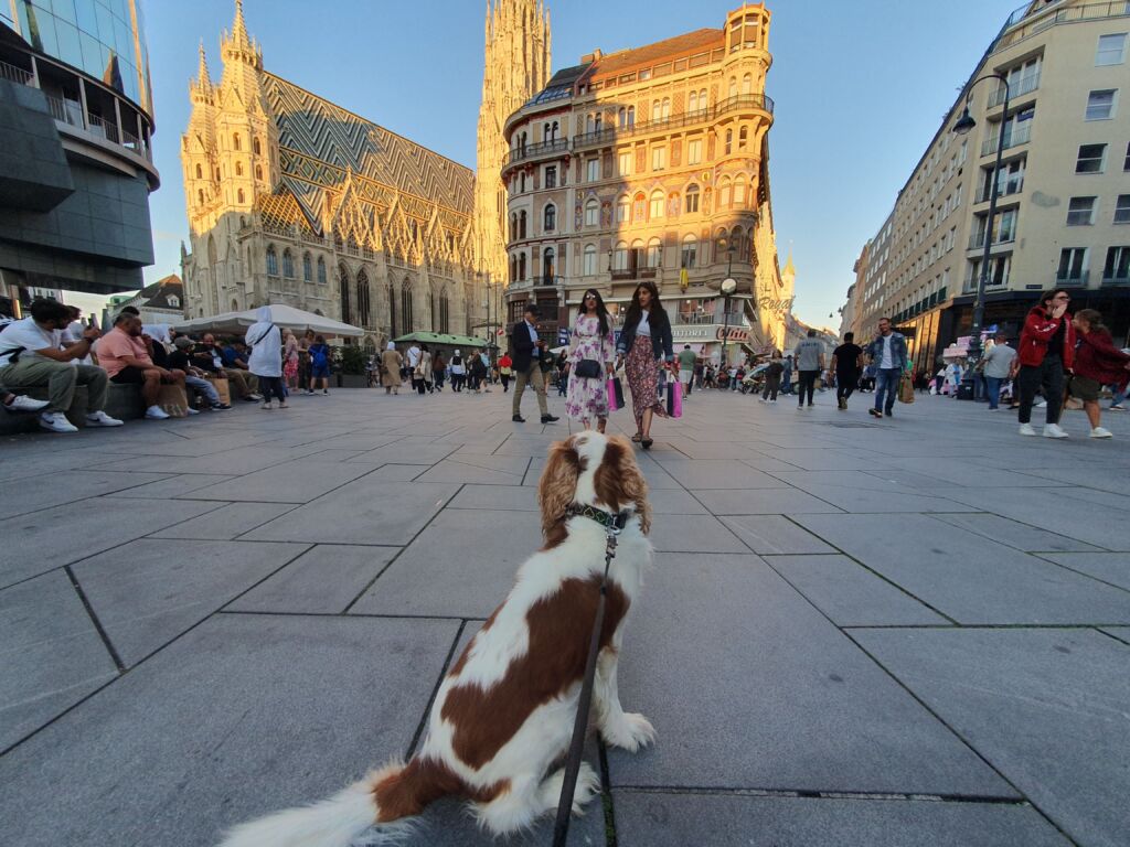 St Stephen's Cathedral Dog Walk