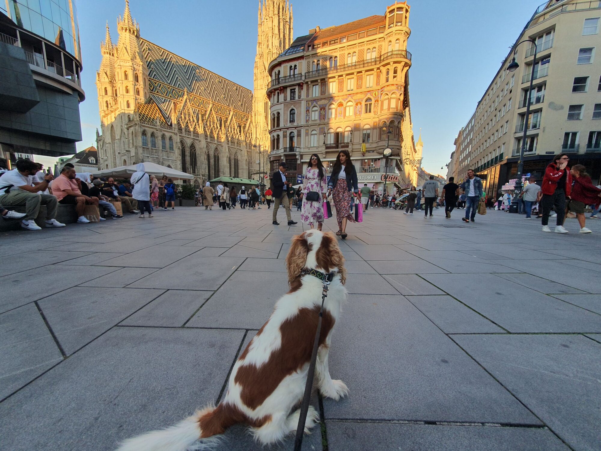St Stephen's Cathedral Dog Walk