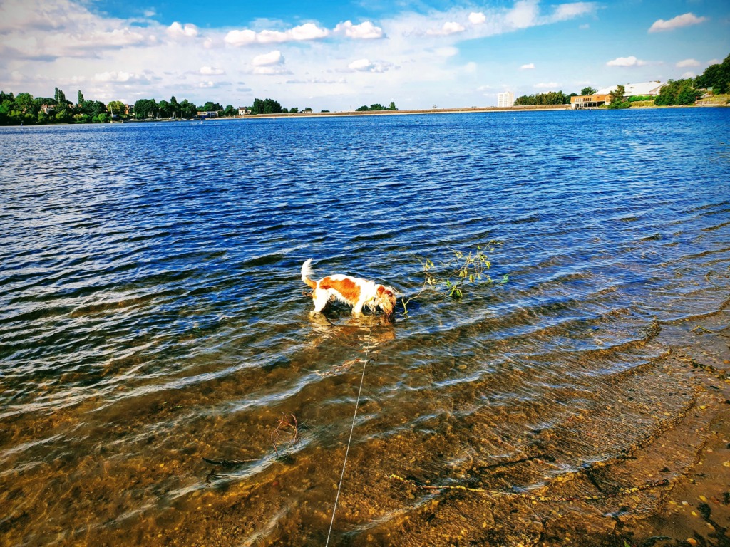 Dog at Edgbaston reservoir