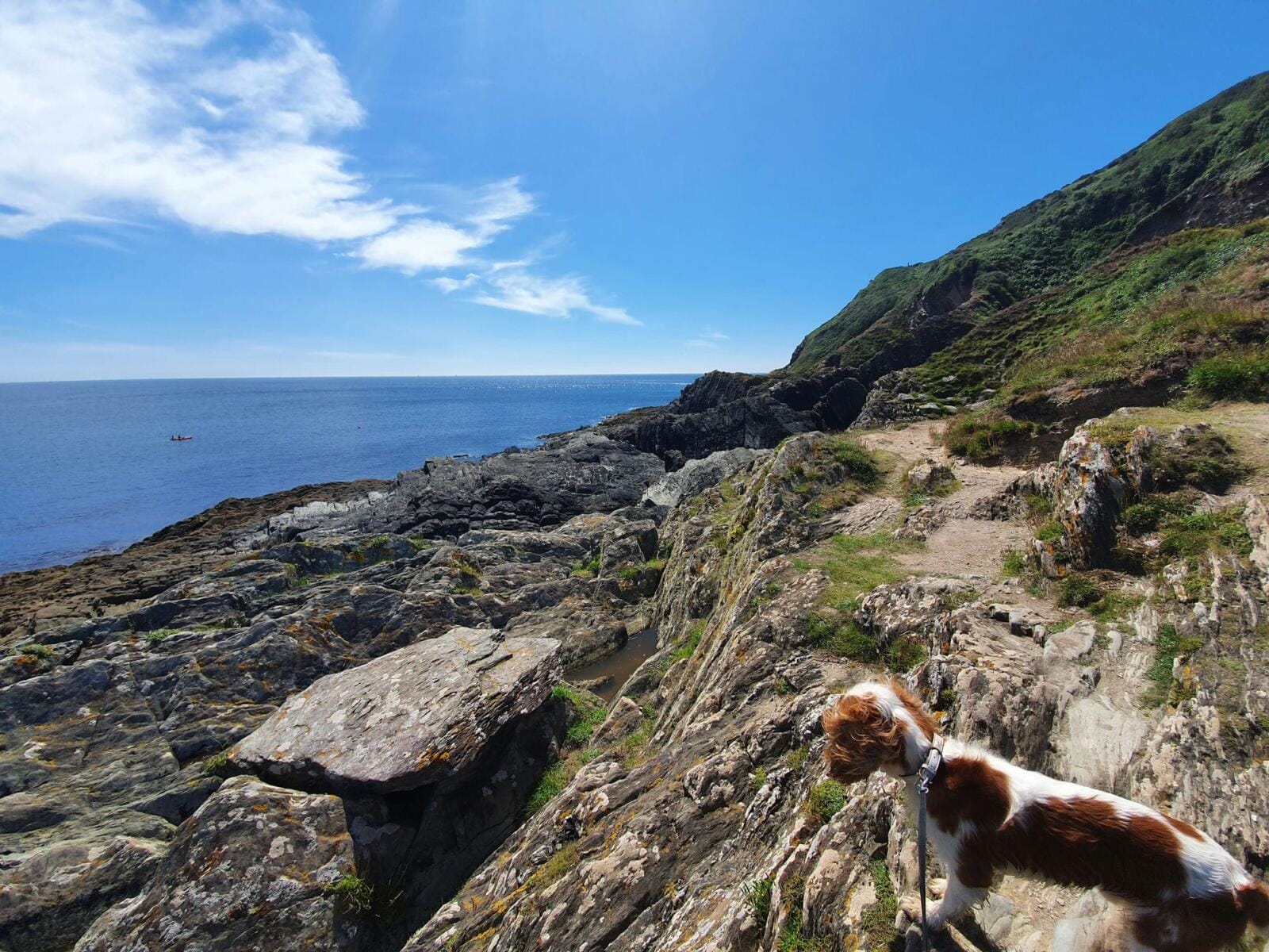 Polperro Heritage Coast Dog Walk