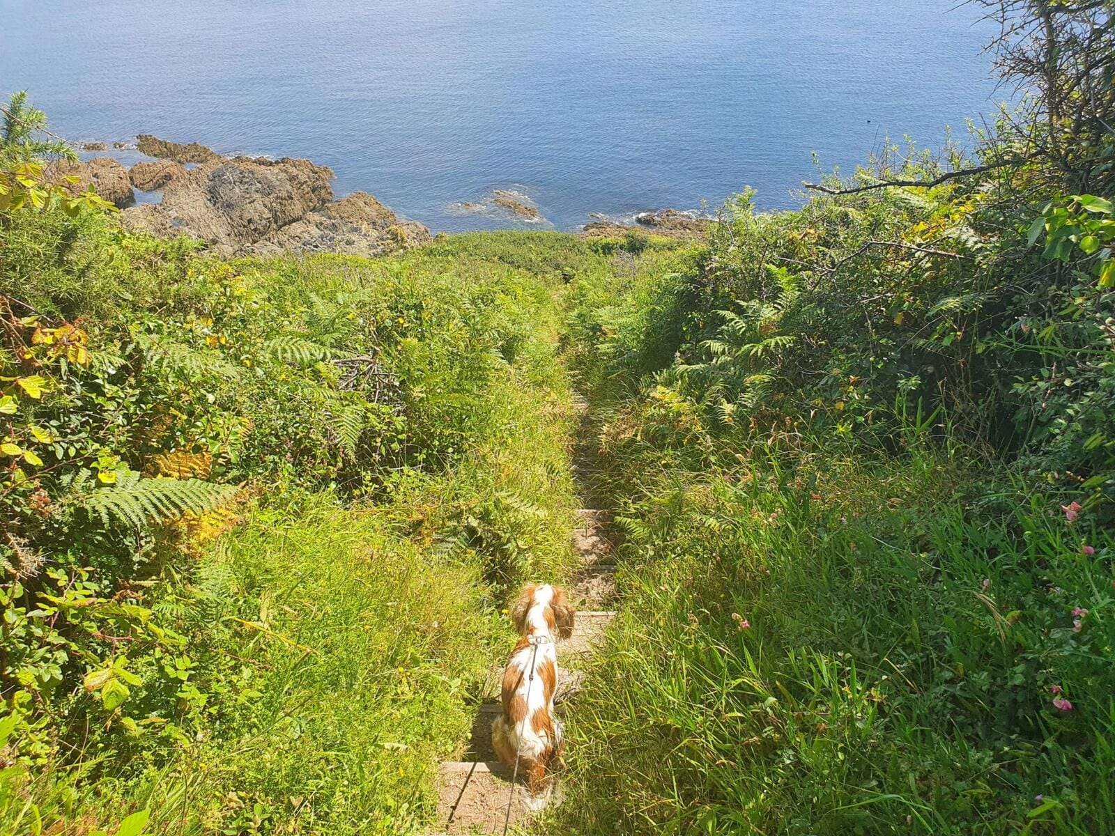 South West Coast Path Doy Walk
