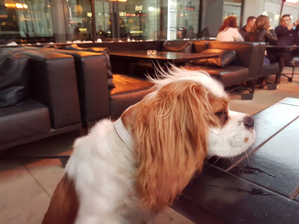 Bank Dog Friendly