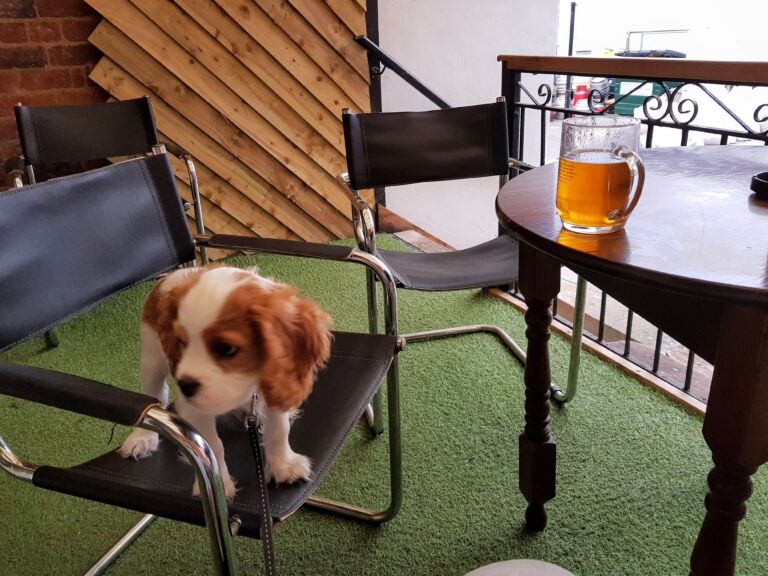 Dog Friendly Pubs in Birmingham