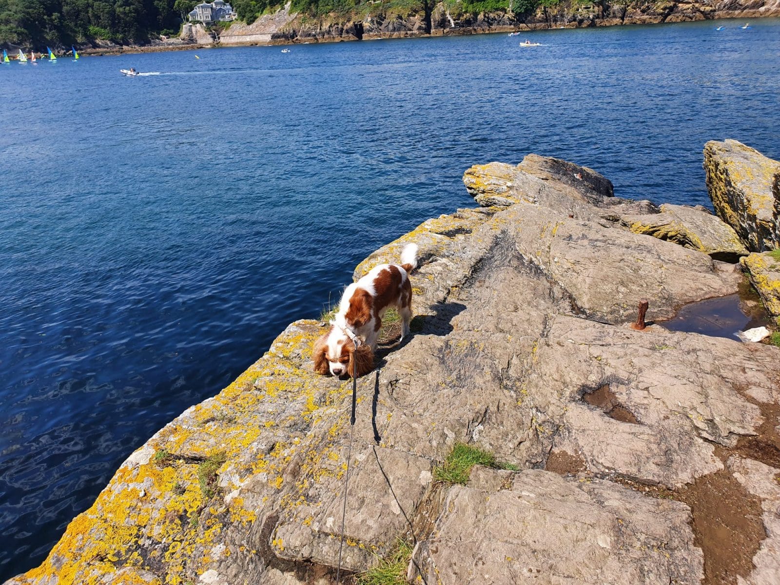 Dog Polruan