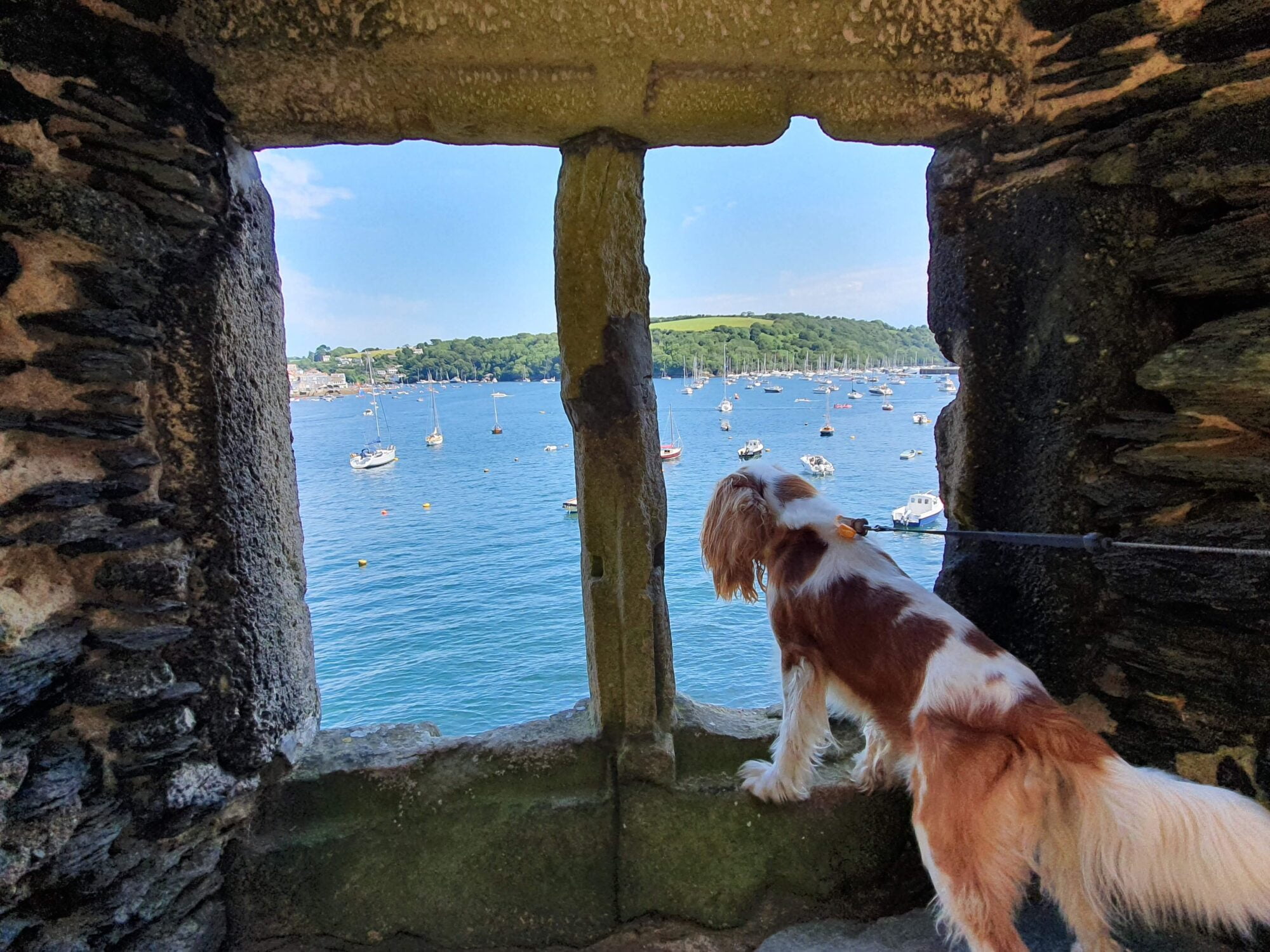 Polruan Castle Dog