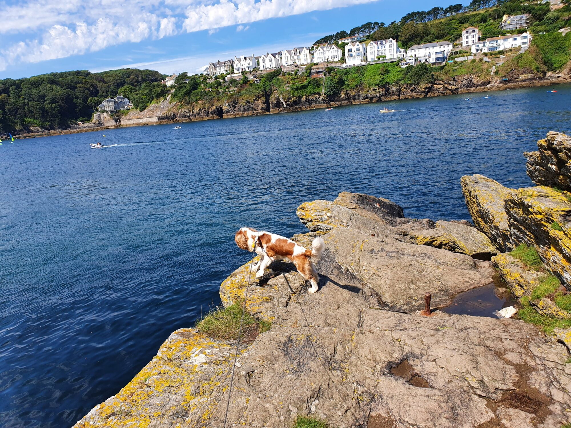 Polruan Dog