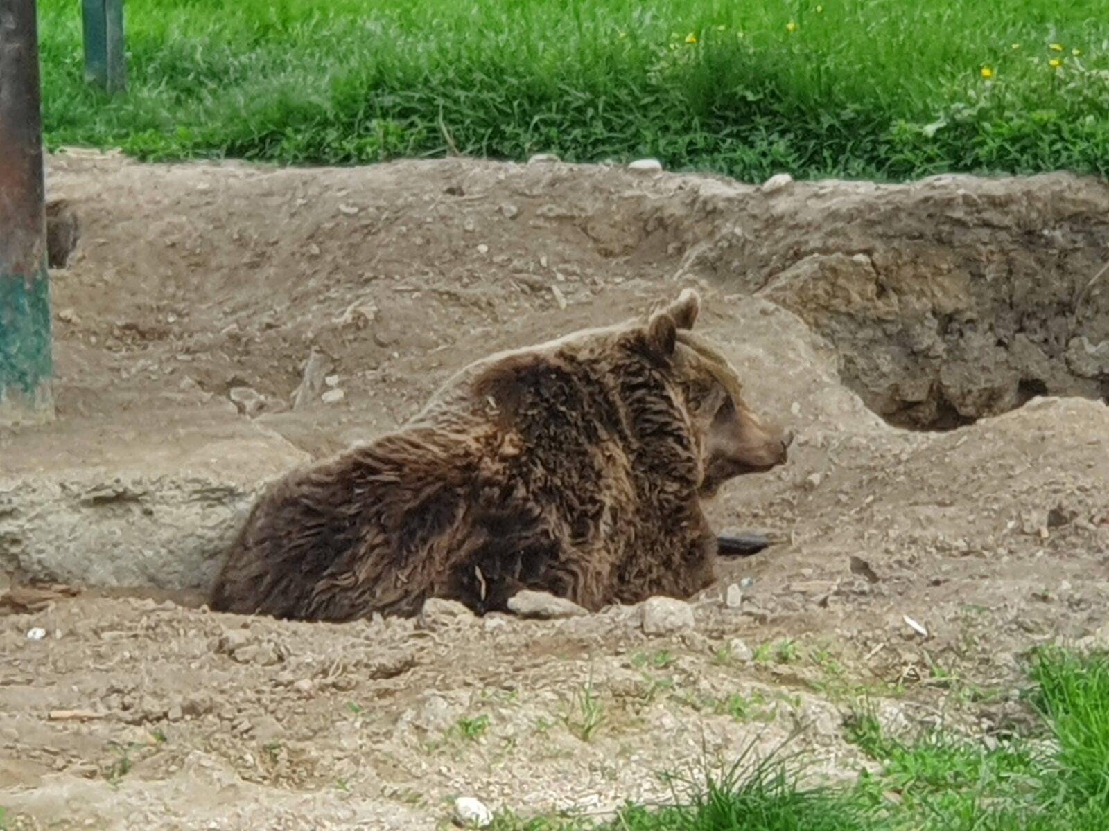 Bear at zoo