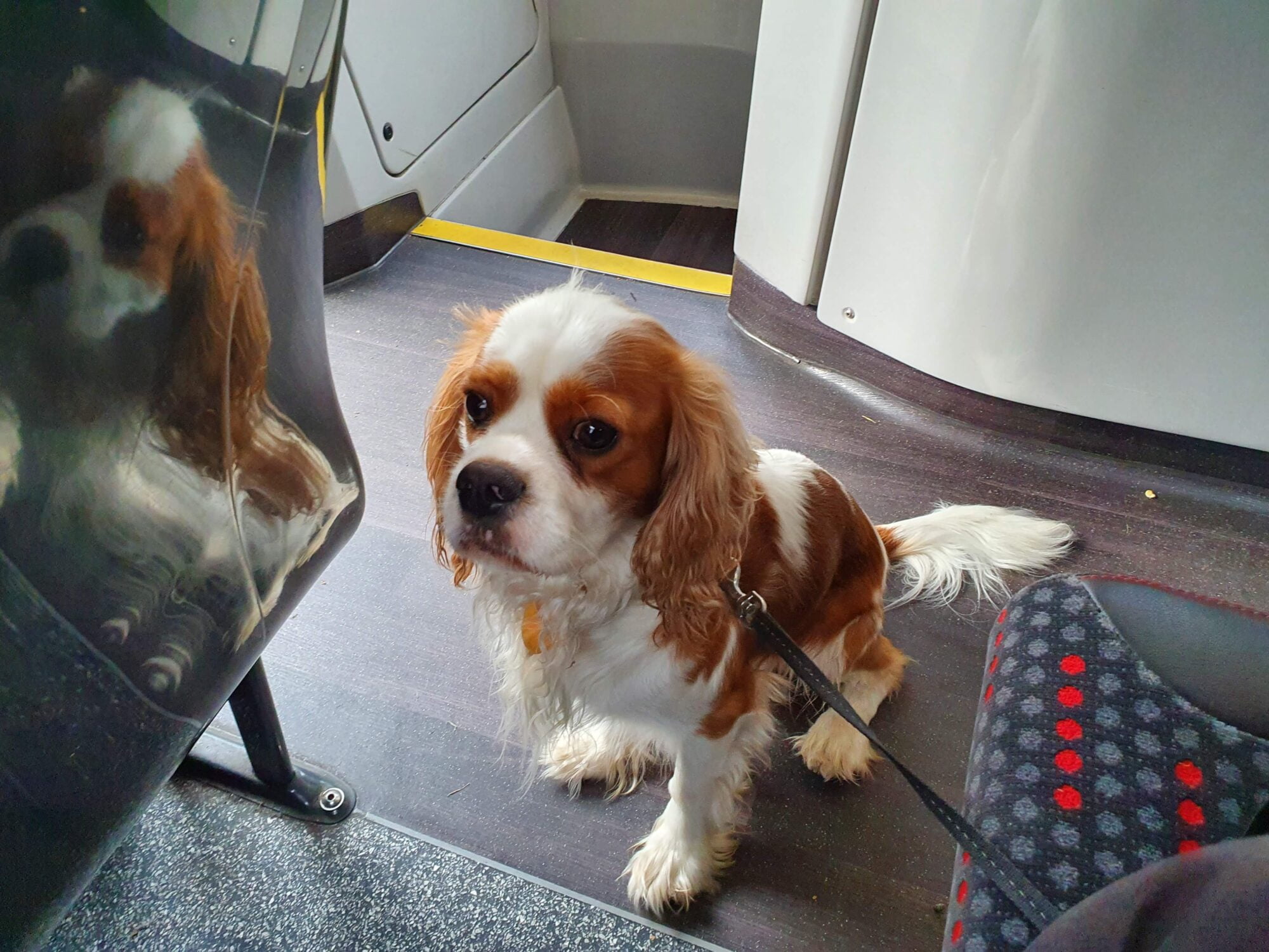 Bus Dog West Midlands