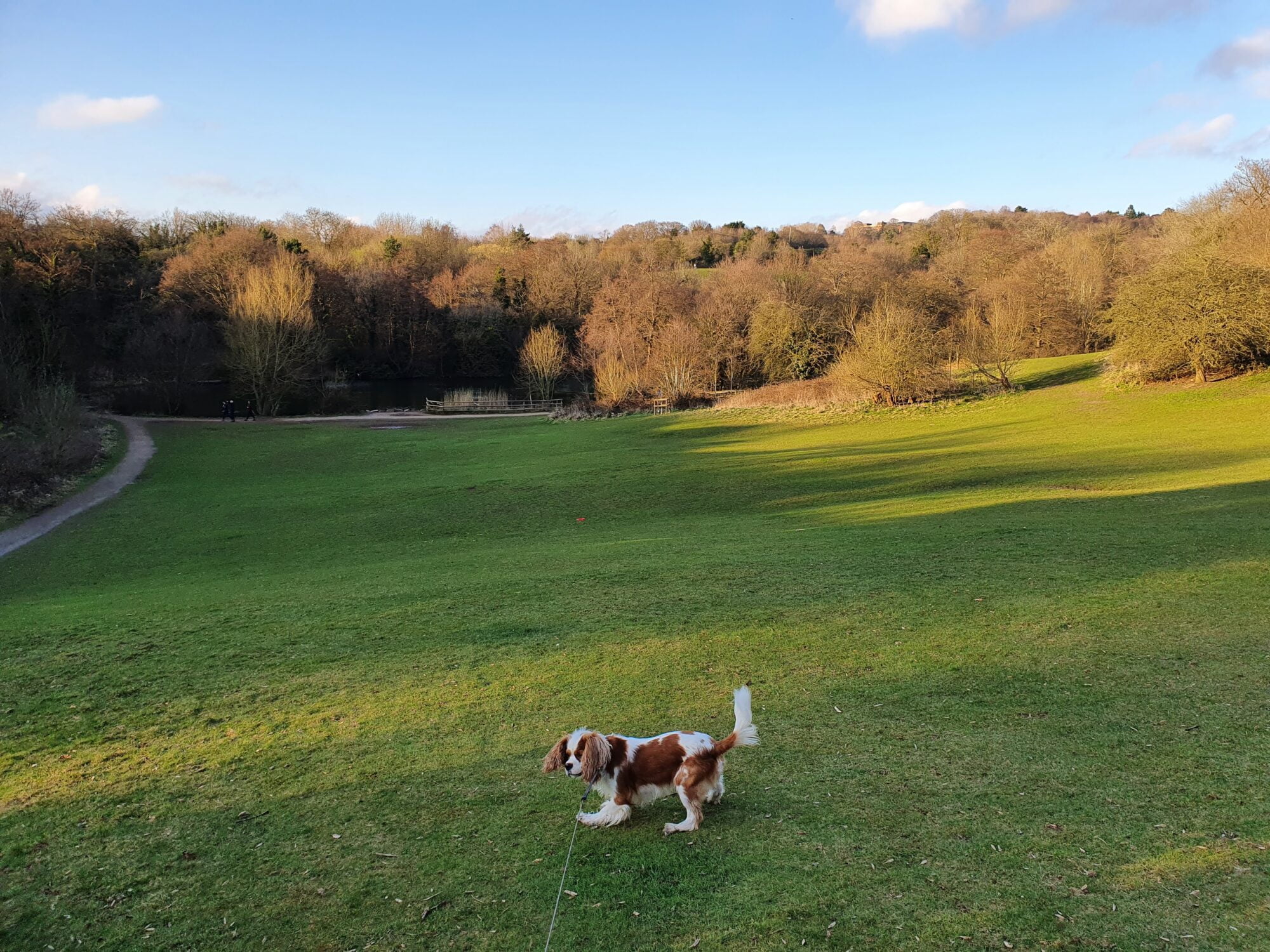 Dog Walk Halesowen