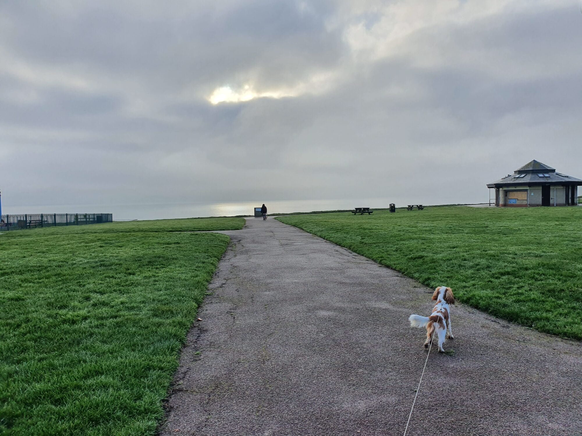 Dog Walk Harwich