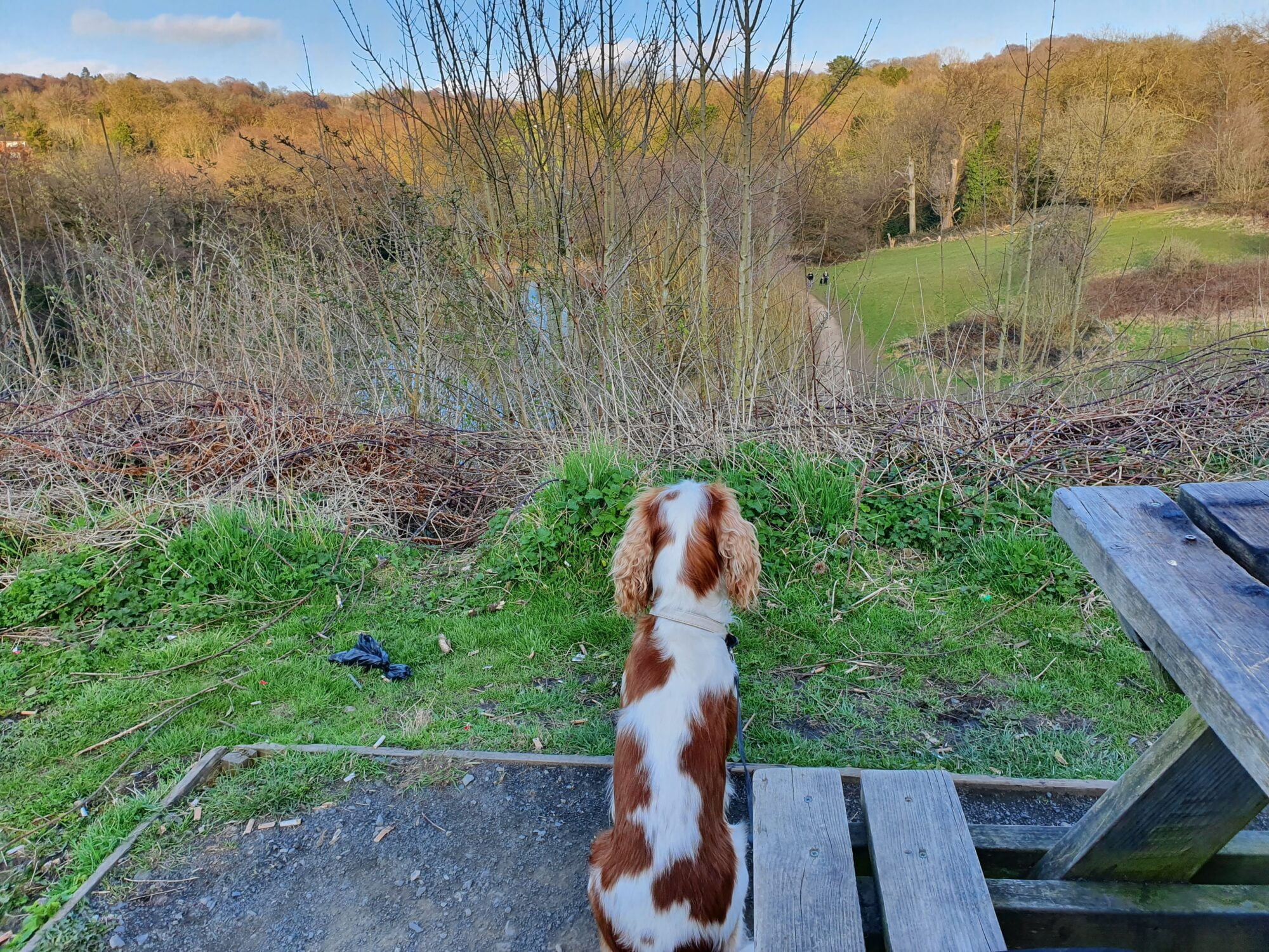 Dog Walks West Midlands