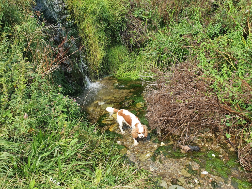 Dog at Lansallos Waterfall