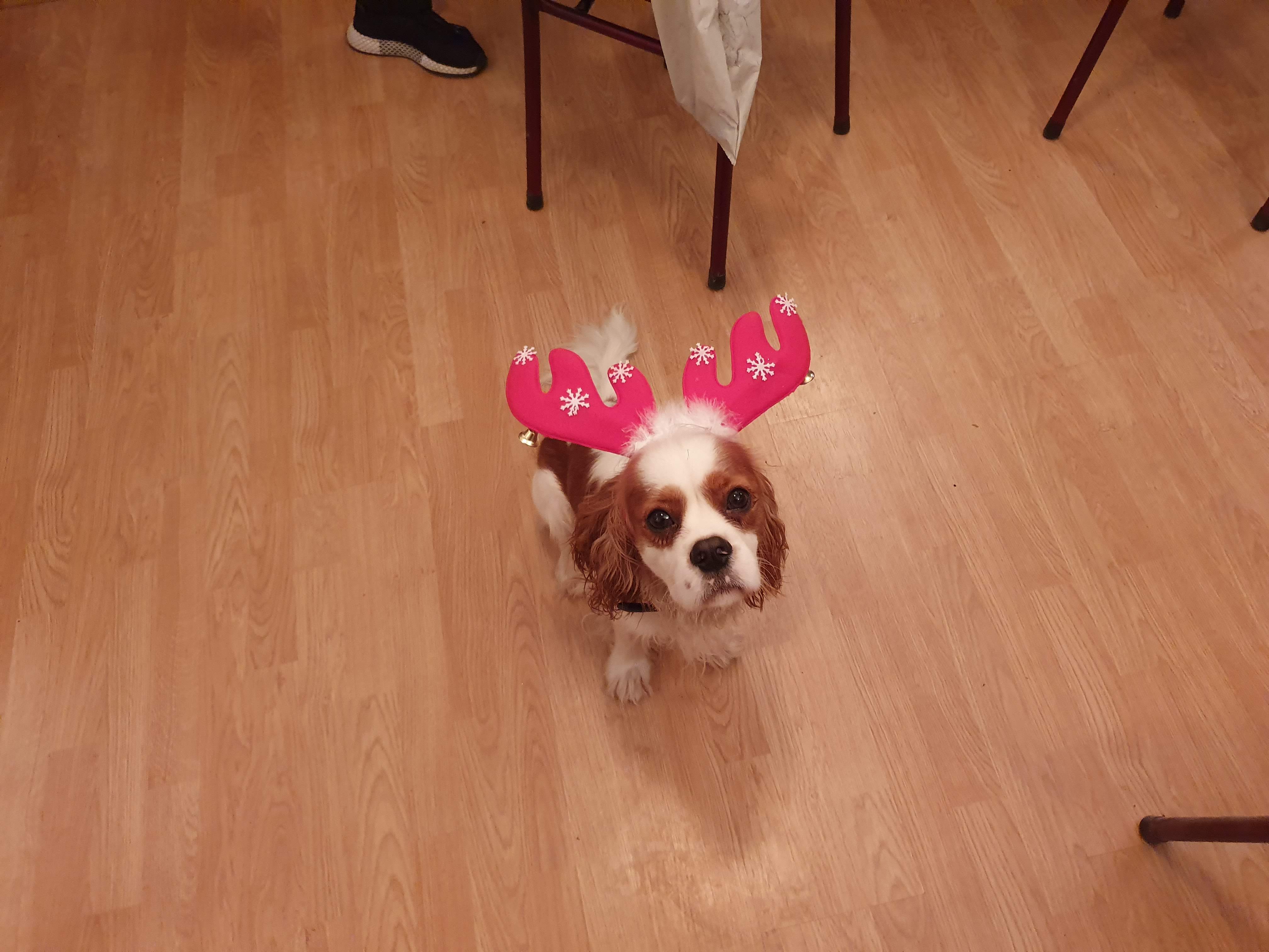Festive Dog