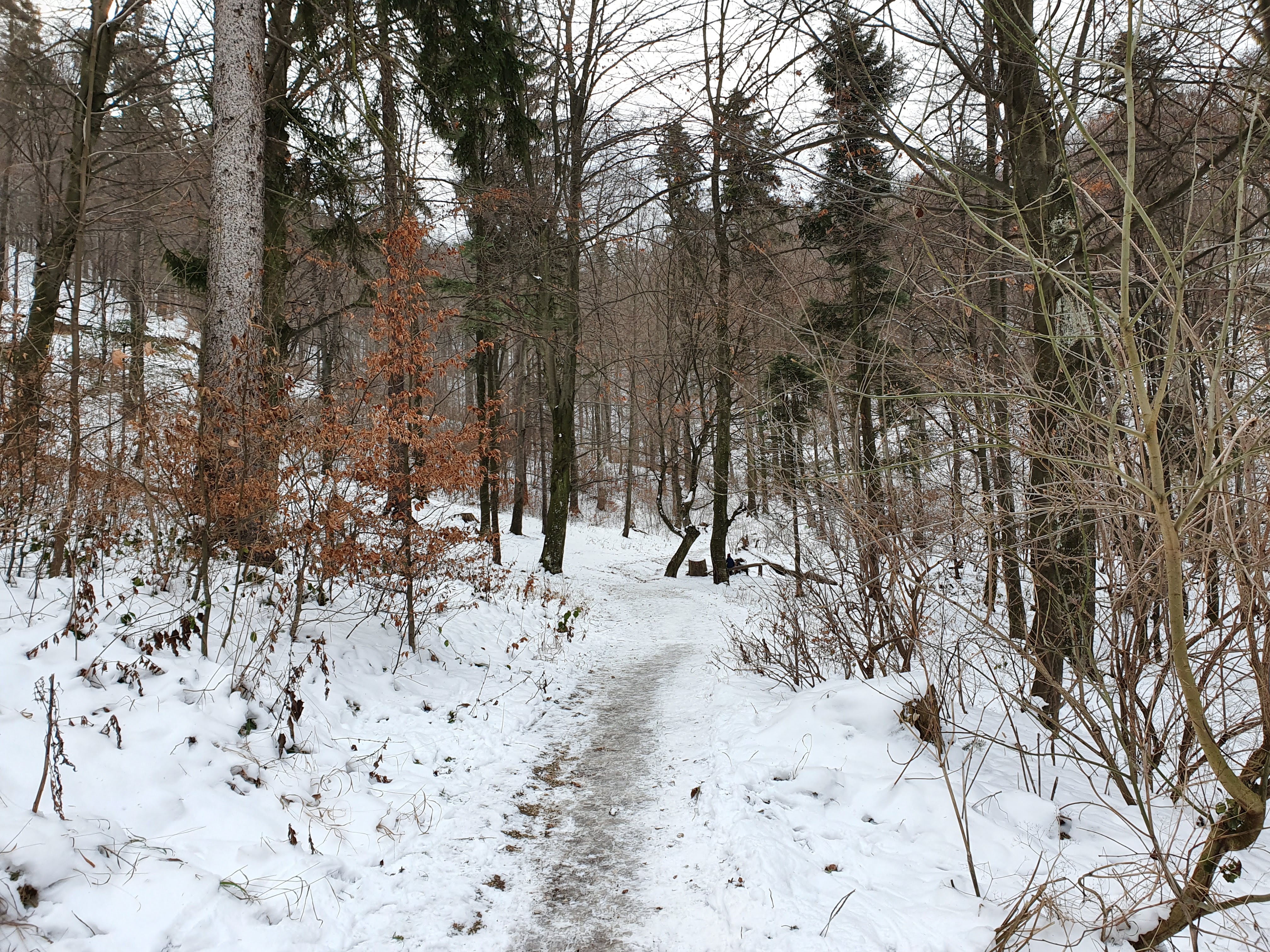 Forest Trails