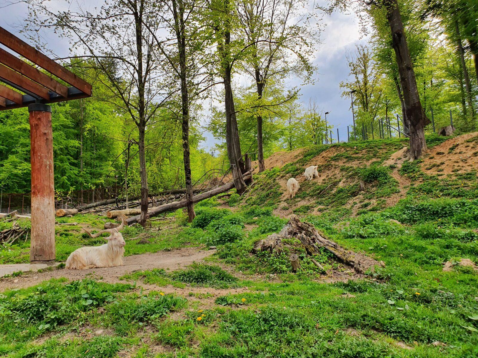 Goats at Brasov zoo