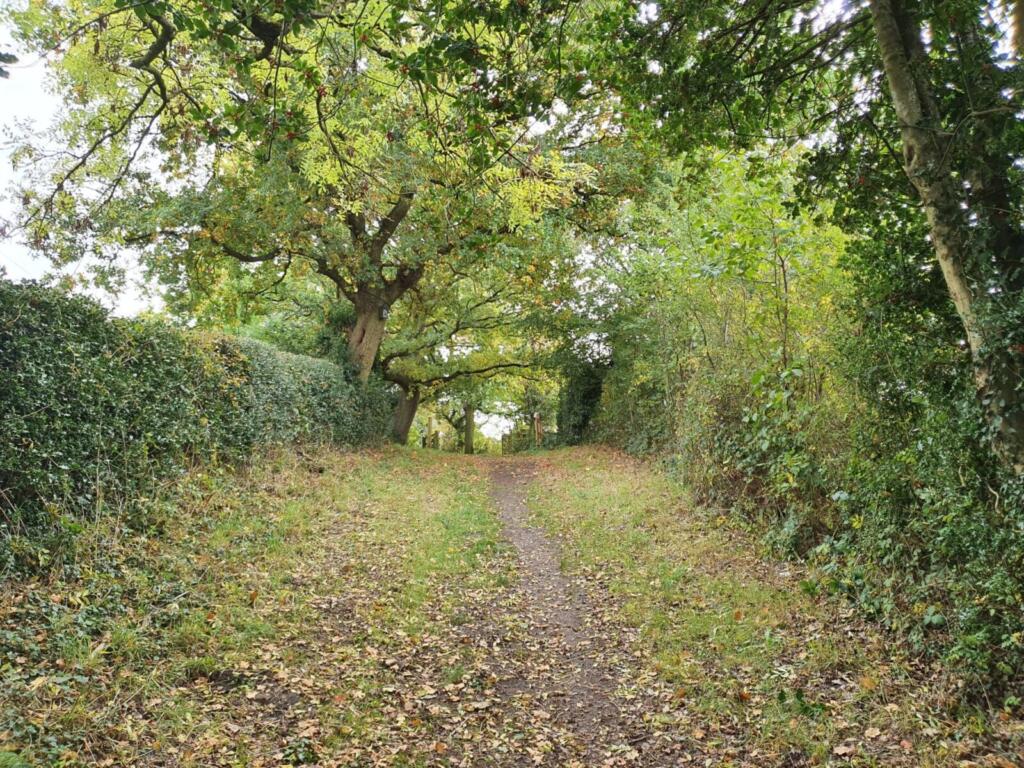 Lane Into Park