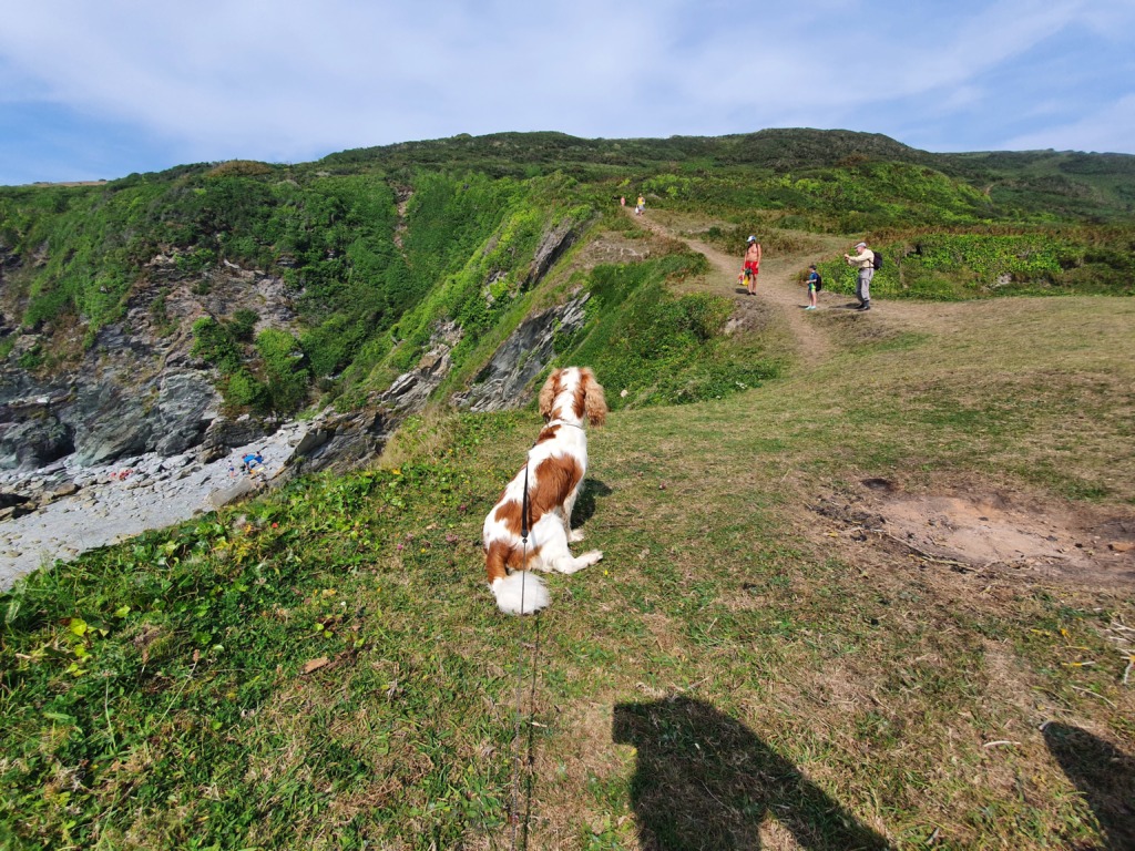 Lansallos Beach Dog Walk