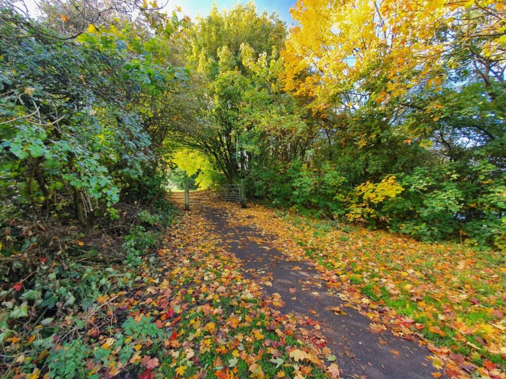 Path at Warren's Hall Nature Reserve