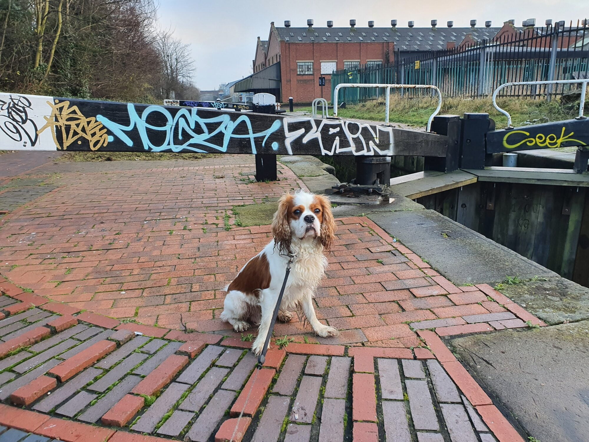 Dog at Grand Union Canal