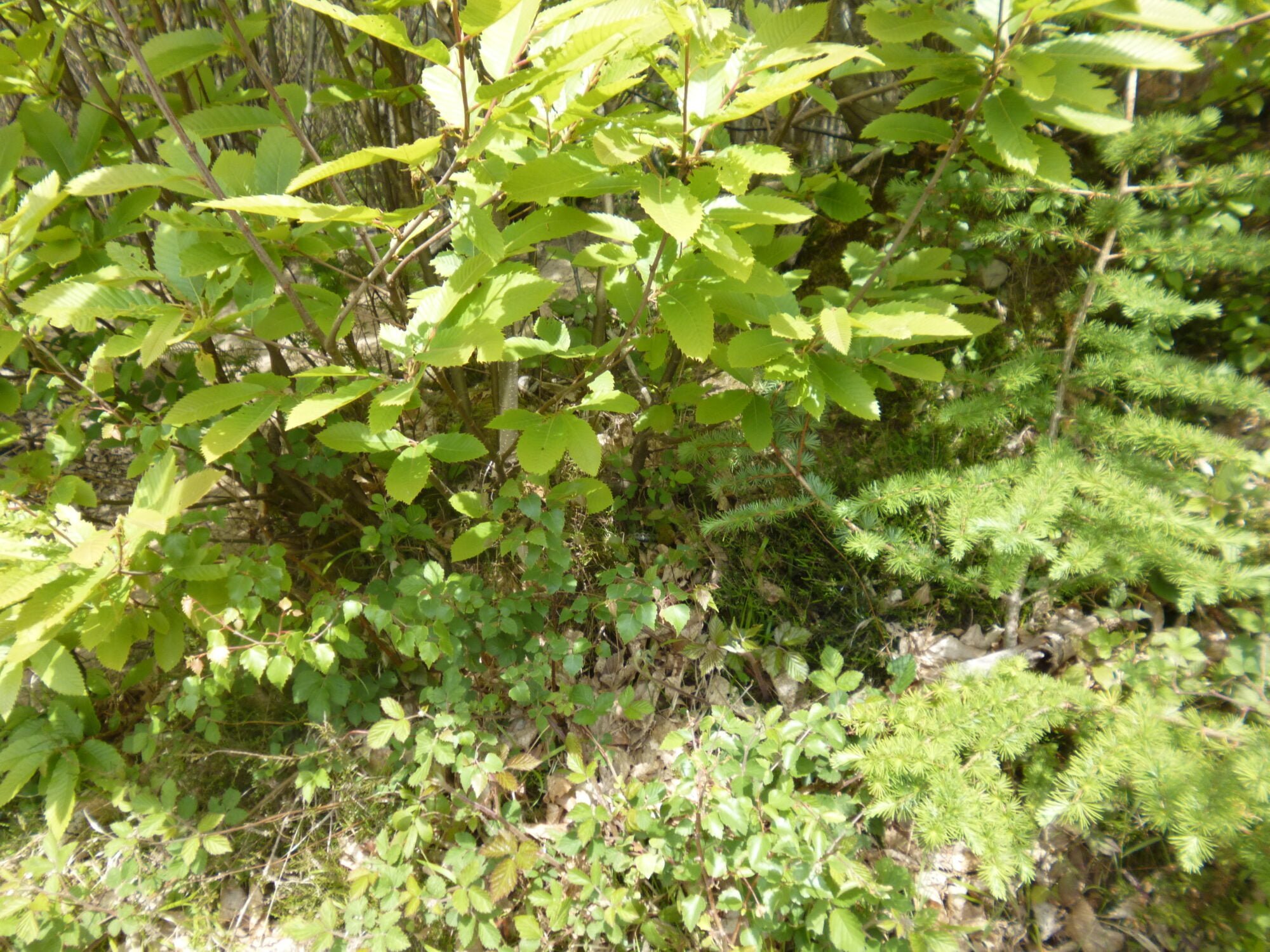 Adder