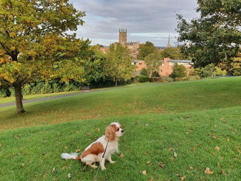 Dog Friendly Worcester
