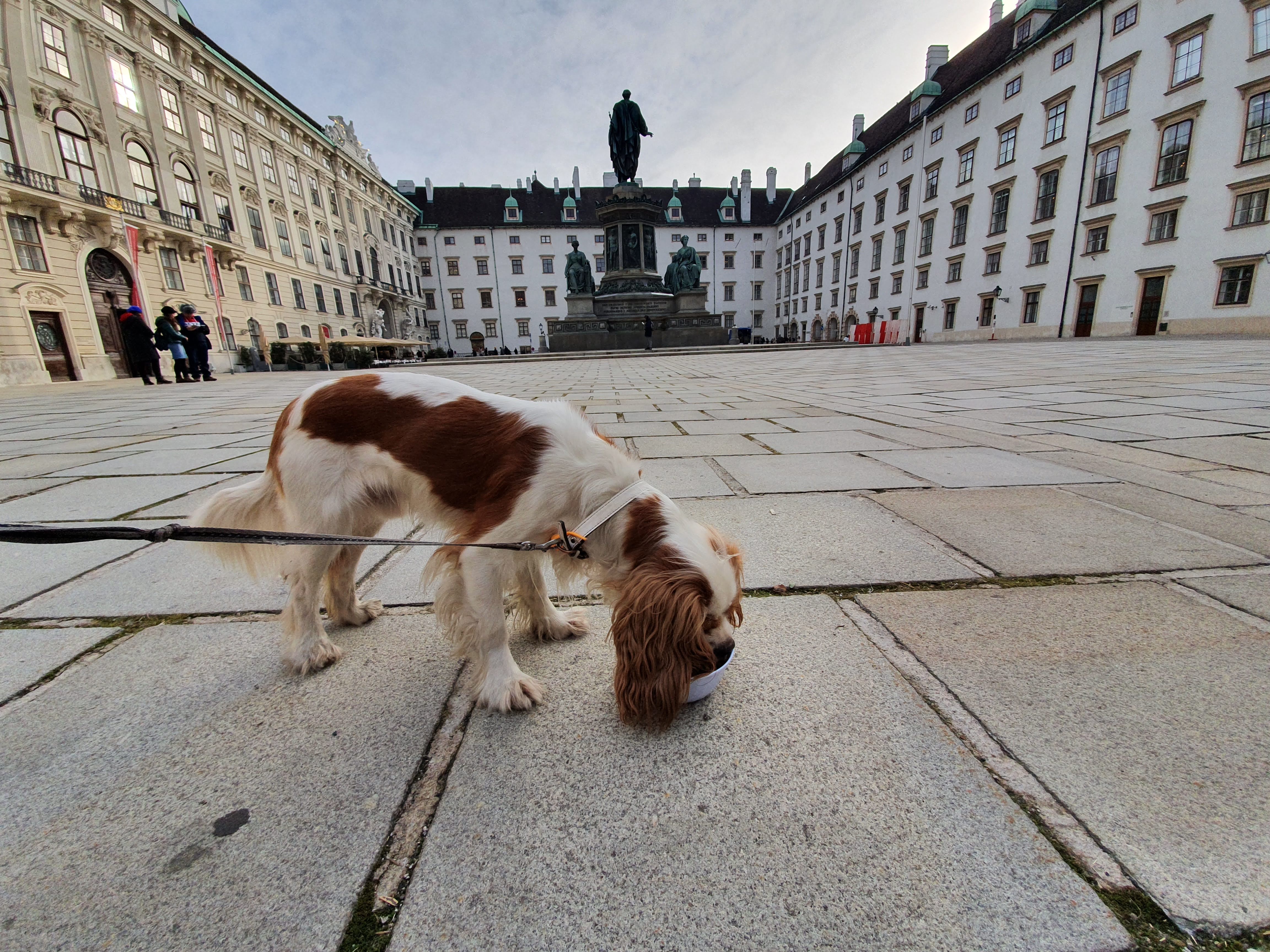 Dog at Hofburg Palace in Vienna