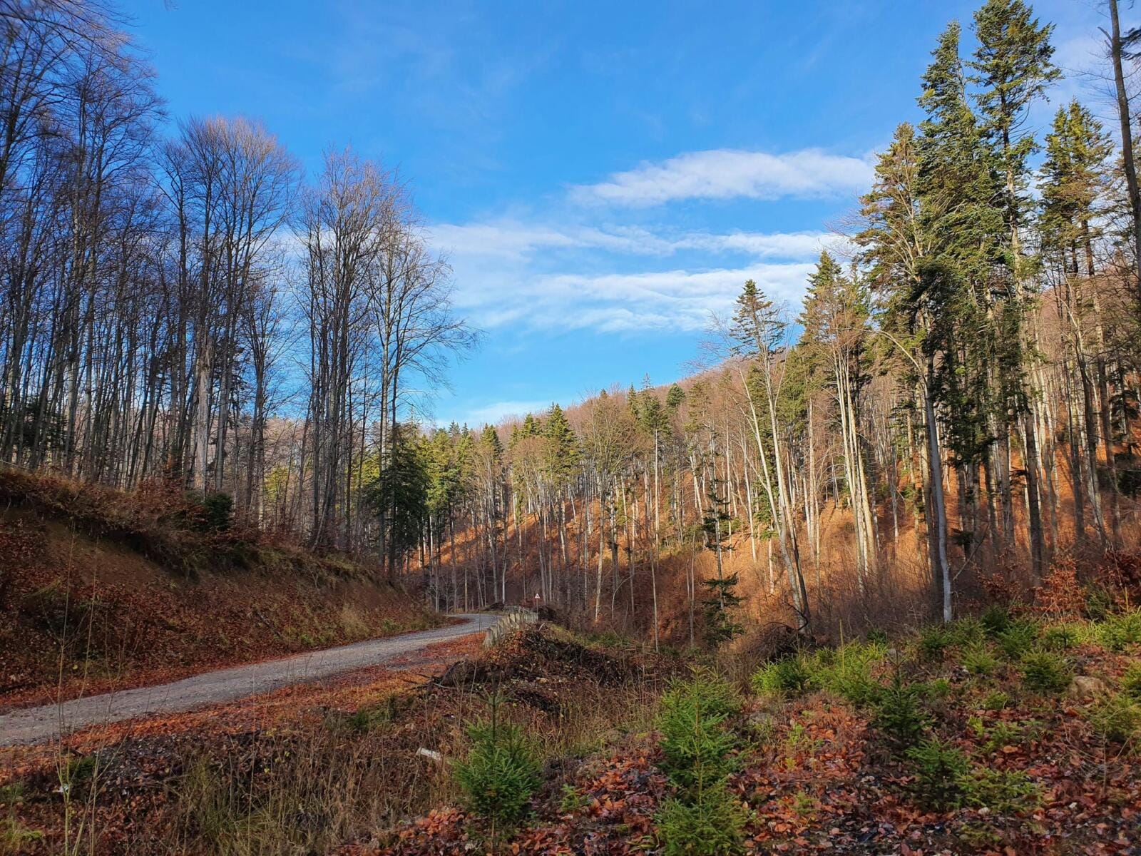 Forest Hike near Braşov