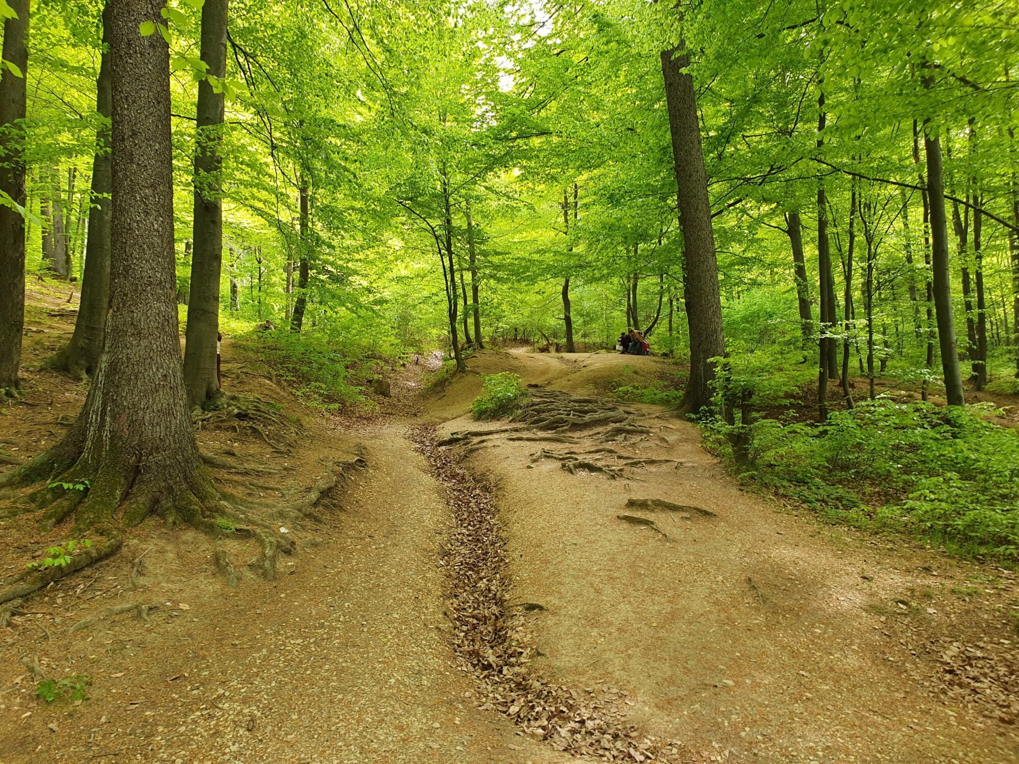 Forest Trails from Lake Noua