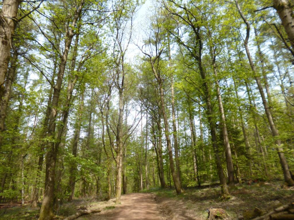 Forest Trails