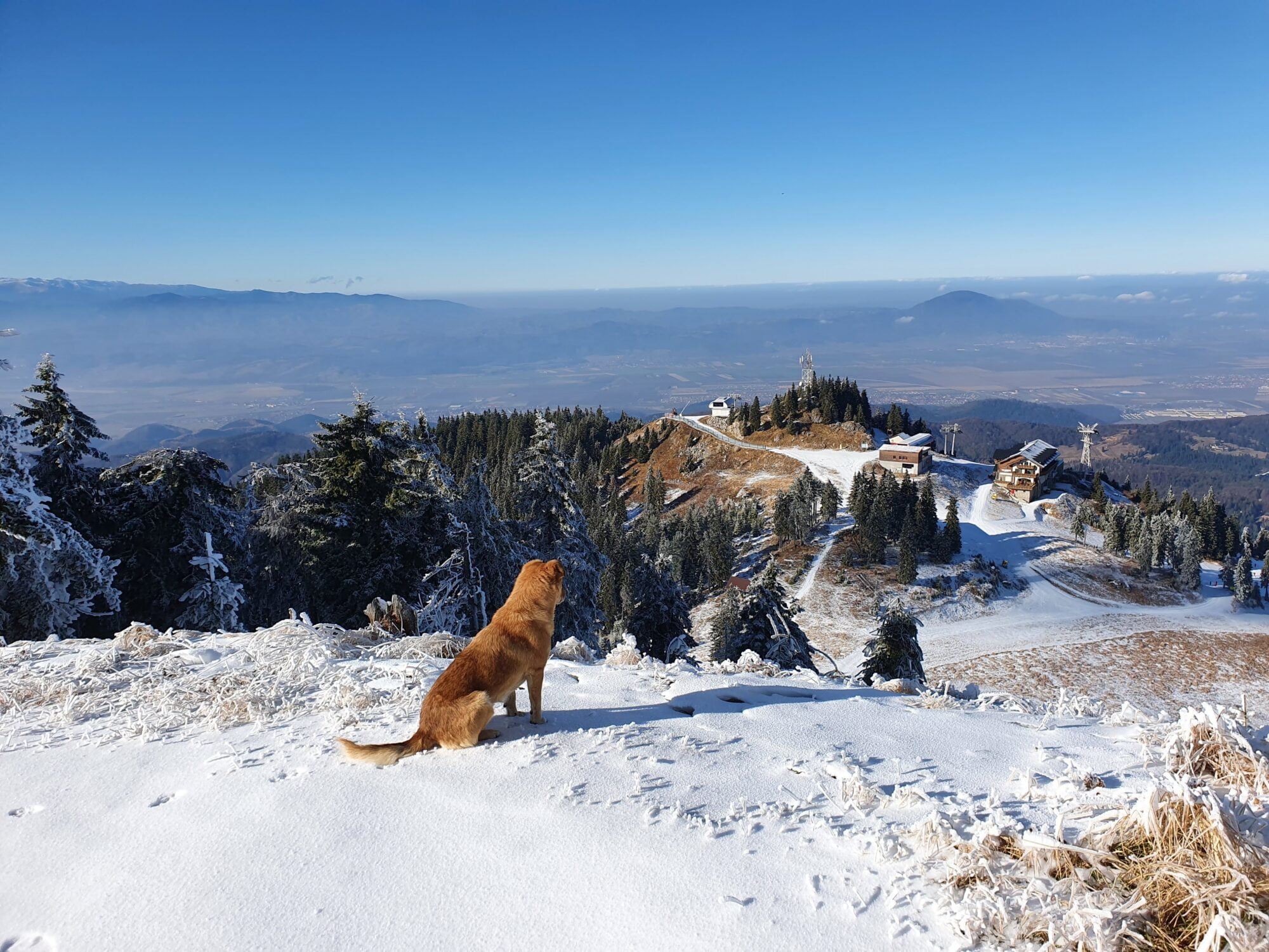 Mountain Dog