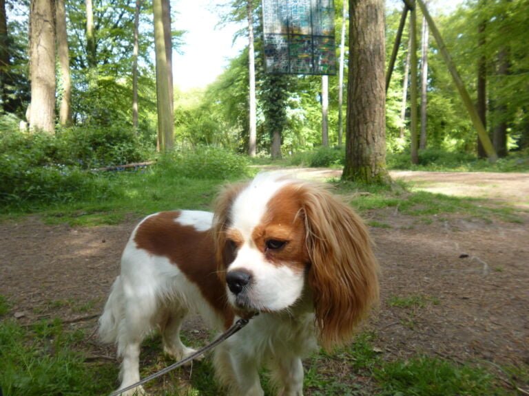 Sculpture Trail Dog