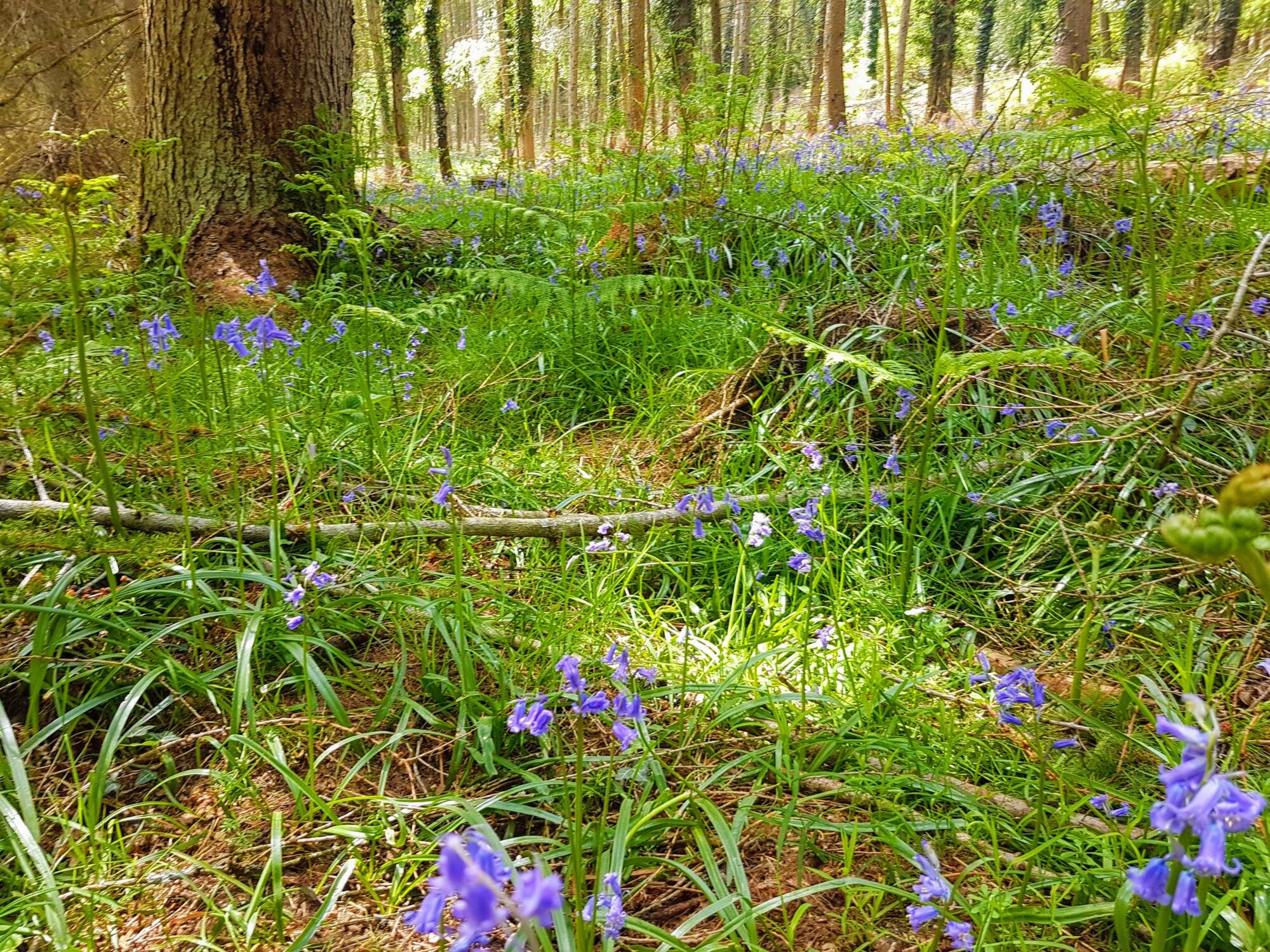 Bluebells