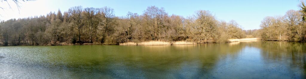 Cannop Ponds in the Forest of Dean
