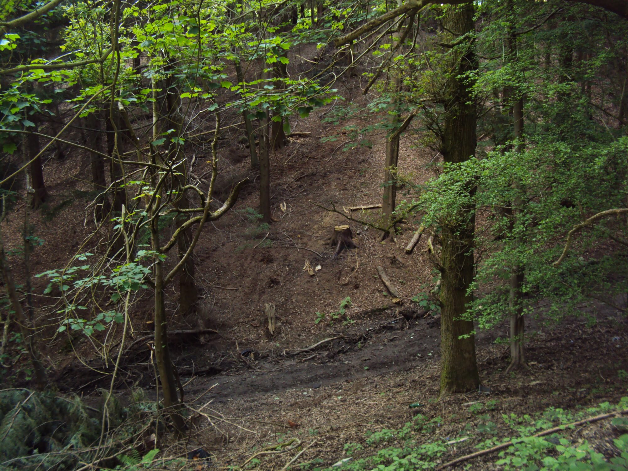 Deep Woods