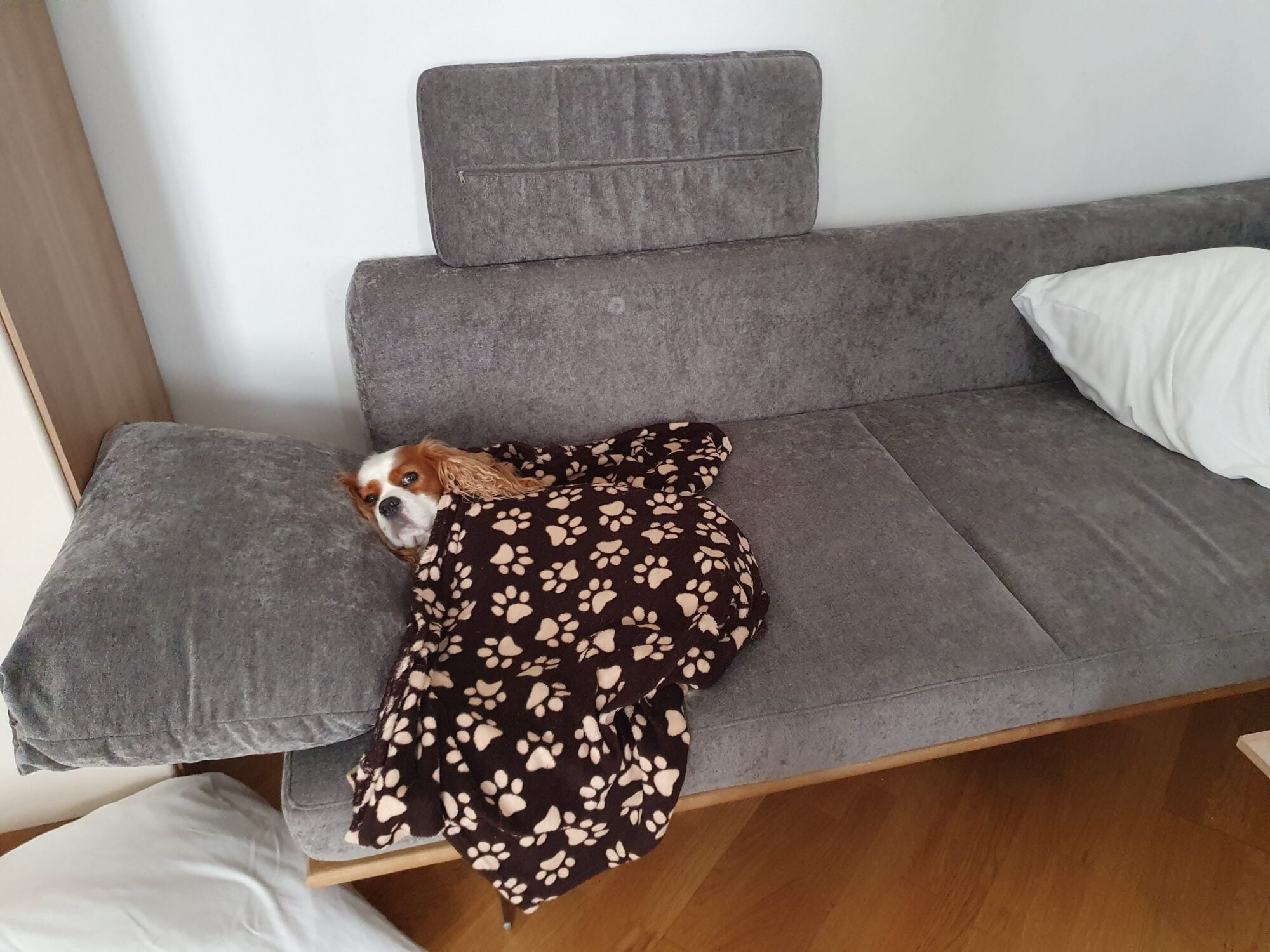 Dog Friendly Apartment Vienna Austria